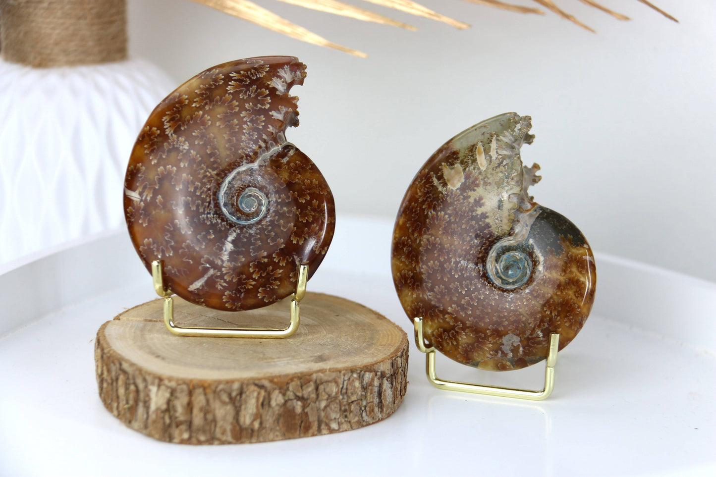 Ammonites Fossiles de Madagascar