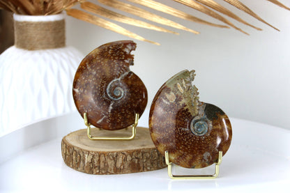 Ammonites Fossiles de Madagascar