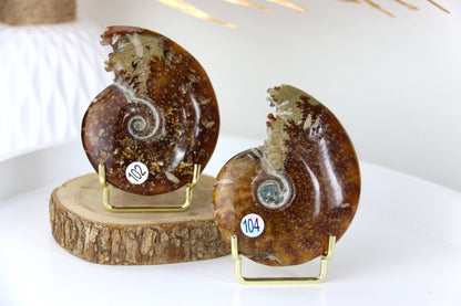 Ammonites Fossiles de Madagascar