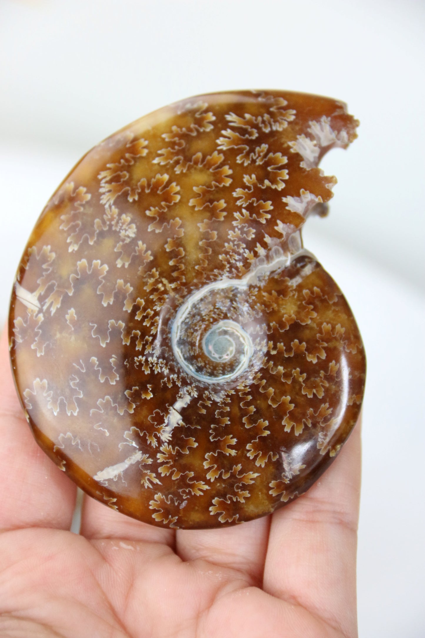 Ammonites Fossiles de Madagascar