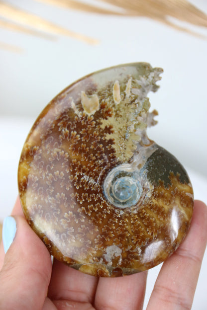 Ammonites Fossiles de Madagascar